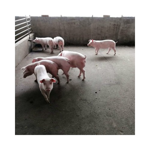 仔母豬 母豬仔價(jià)錢一頭 良種母豬苗