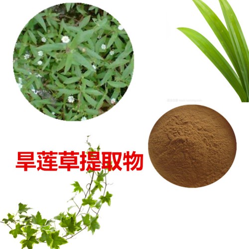 旱蓮草提取物 旱蓮草粉 旱蓮草速溶粉 旱蓮草浸膏粉