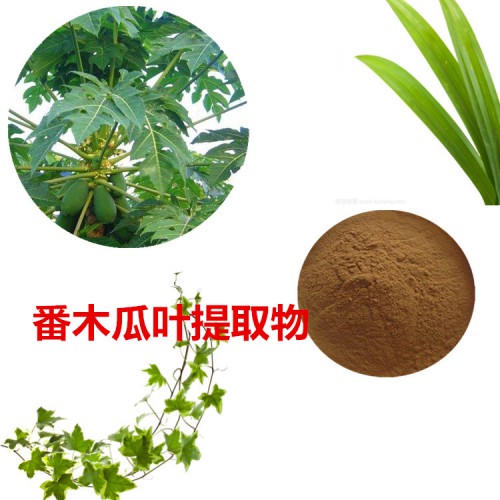 番木瓜葉提取物 10:1  番木瓜葉粉 番木瓜葉速溶粉