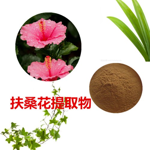 扶桑花提取物  扶桑花粉 扶桑花速溶粉 扶桑花浸膏粉