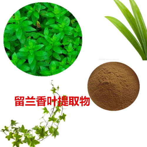 留蘭香葉提取物  留蘭香葉粉 留蘭香葉速溶粉