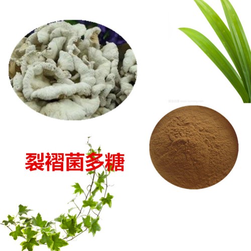 裂褶菌多糖 50%  裂褶菌浸膏 裂褶菌提取液
