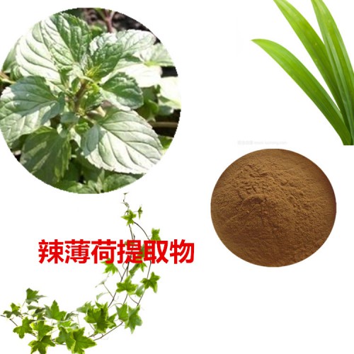 辣薄荷提取物  辣薄荷粉 辣薄荷速溶粉 辣薄荷浸膏粉