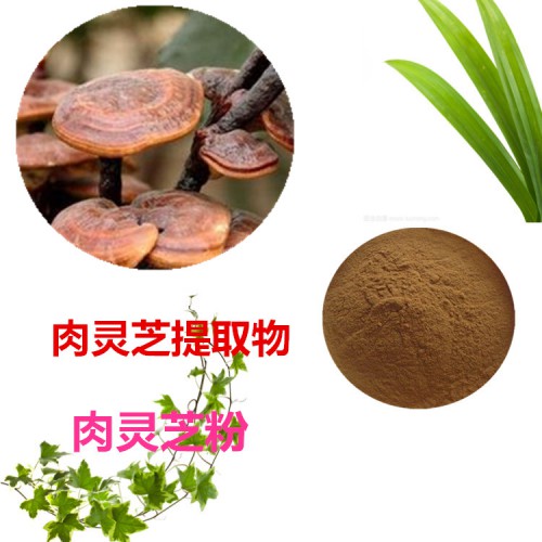 肉靈芝提取物  肉靈芝粉 肉靈芝速溶粉 肉靈芝浸膏粉
