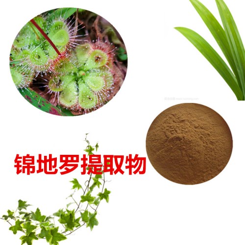 錦地羅提取物 錦地羅粉 錦地羅速溶粉 錦地羅浸膏粉