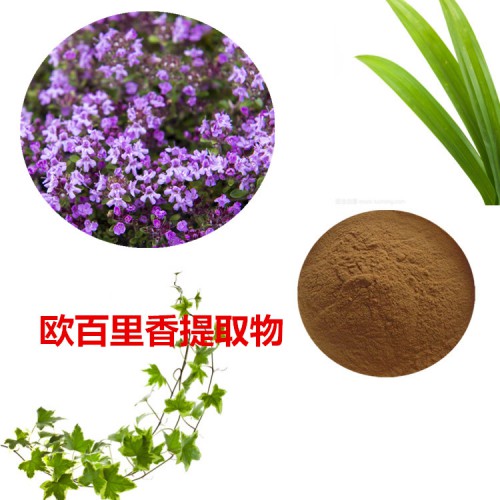 歐百里香提取物 10:1 歐百里香粉 歐百里香速溶粉