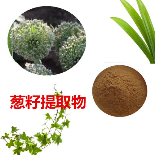 蔥籽提取物 10:1 蔥籽粉 蔥籽速溶粉 蔥籽浸膏粉