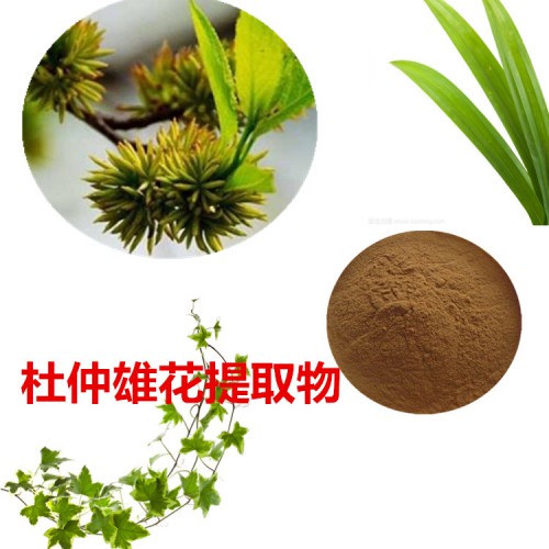 杜仲雄花提取物 10:1 杜仲雄花粉 杜仲雄花速溶粉