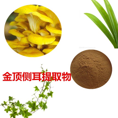 金頂側耳提取物 金頂側耳粉 金頂側耳速溶粉
