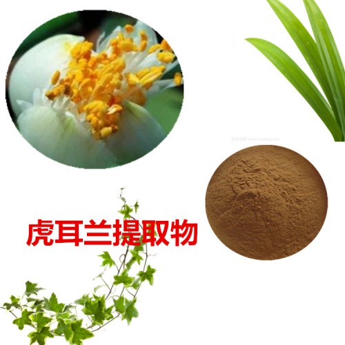 虎耳蘭提取物 10:1 虎耳蘭粉 虎耳蘭速溶粉