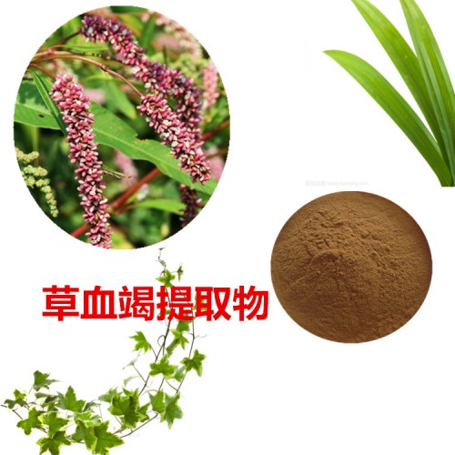 草血竭提取物  草血竭粉 草血竭速溶粉 草血竭浸膏粉