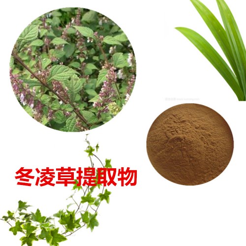 冬凌草提取物 冬凌草粉 冬凌草速溶粉 冬凌草浸膏粉