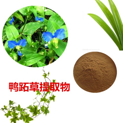 鴨跖草提取物  鴨跖草粉 鴨跖草速溶粉 鴨跖草浸膏粉