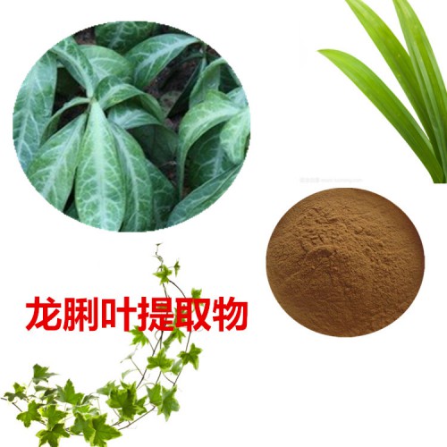 龍脷葉提取物  龍脷葉粉 龍脷葉速溶粉 龍脷葉浸膏粉