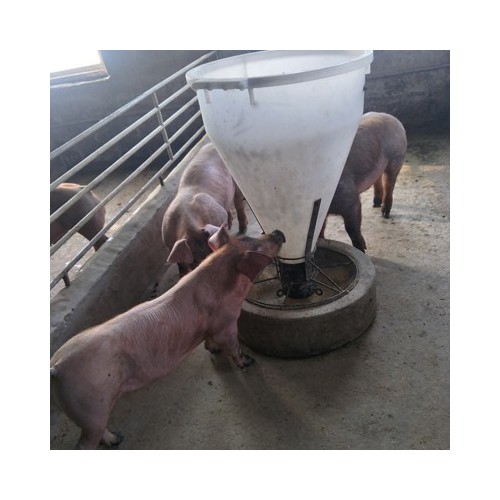 種公豬價(jià)錢一頭 公豬種購(gòu)買 杜洛克豬 二元母豬繁殖基地