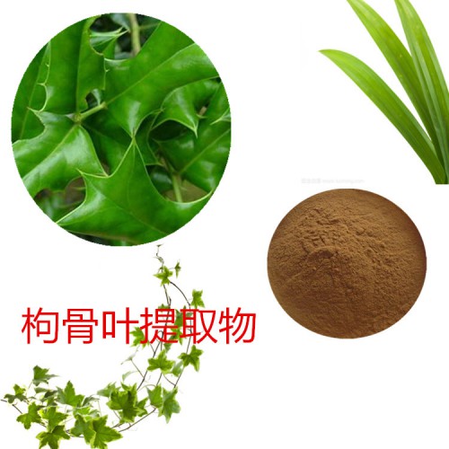 枸骨葉提取物   枸骨葉粉 枸骨葉速溶粉  枸骨葉浸膏粉