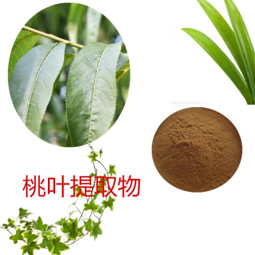 桃葉提取物 10：1  桃葉粉 桃葉速溶粉  桃葉浸膏粉