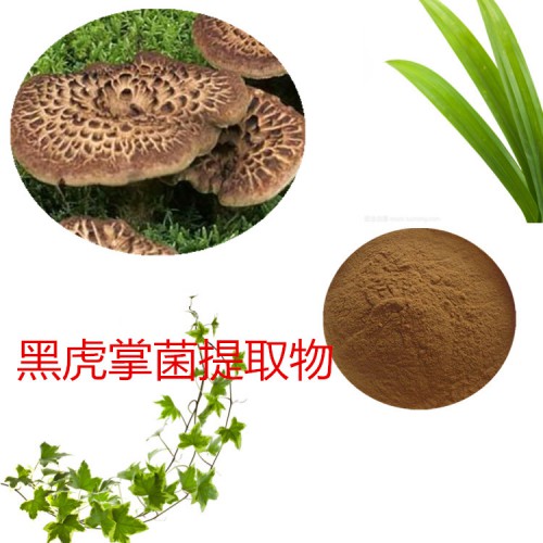 黑虎掌菌提取物   黑虎掌菌速溶粉 黑虎掌菌浸膏粉