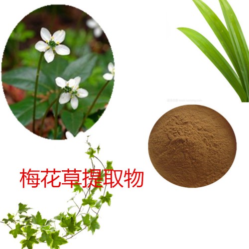 梅花草提取物   梅花草粉 梅花草速溶粉 梅花草浸膏粉