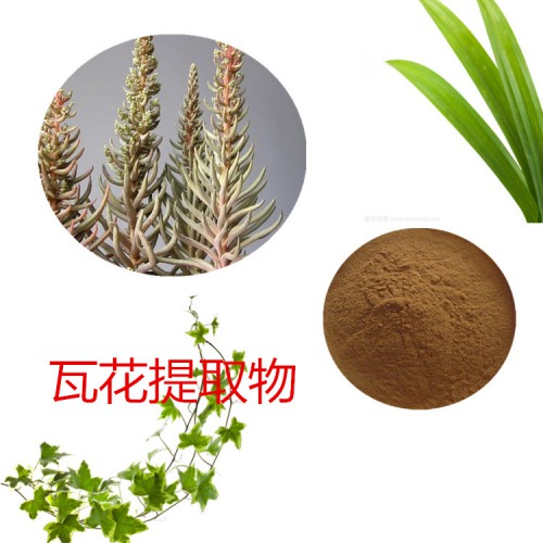 瓦花浸膏粉 瓦花提取物 瓦花粉  瓦花提取液