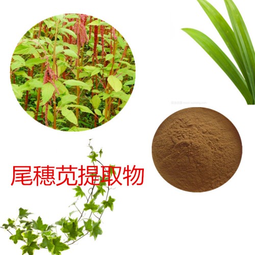尾穗莧膏粉 尾穗莧提取物 尾穗莧粉  尾穗莧提取液