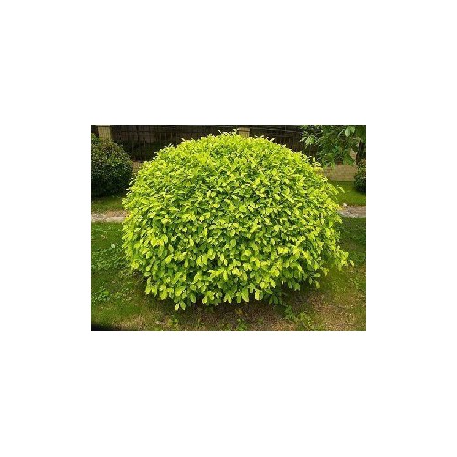 黃榕球工程專用_黃榕球現貨_黃榕球觀賞的價值