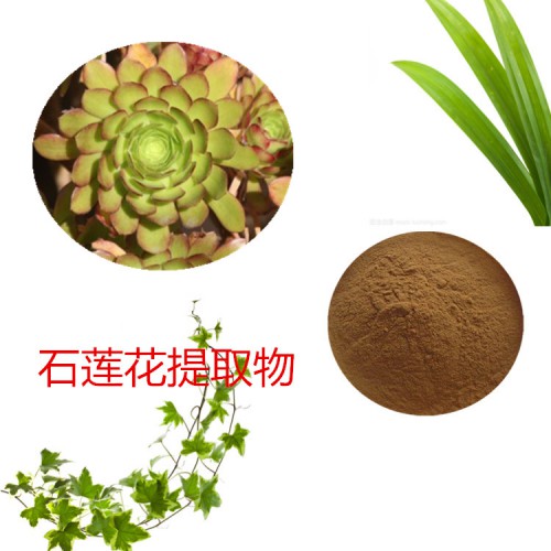 石蓮花提取物 石蓮花粉 石蓮花速溶粉 石蓮花浸膏粉