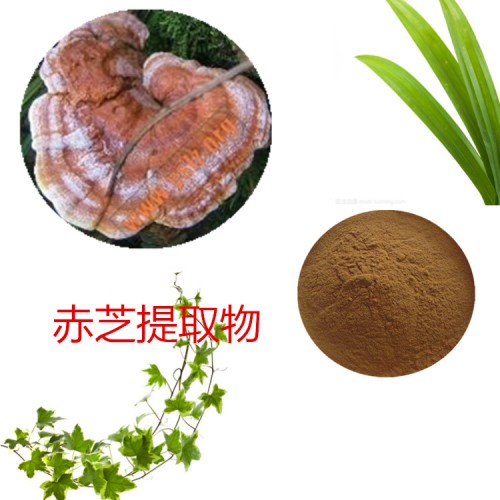 赤芝提取物  赤芝粉  赤芝速溶粉  赤芝浸膏粉