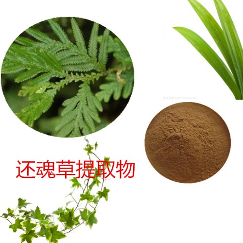 還魂草提取物  還魂草粉 還魂草速溶粉 還魂草浸膏粉