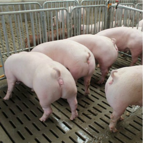 產(chǎn)仔母豬 白母豬 養(yǎng)母豬養(yǎng)殖場 二元母豬銷售