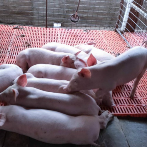 滿月小母豬 原種長白母豬一頭價(jià)格 新美系二元母豬