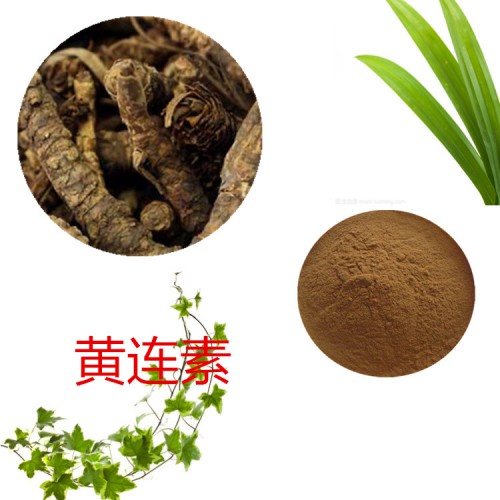 黃藤提取物 黃連素  黃藤速溶粉  黃藤浸膏粉