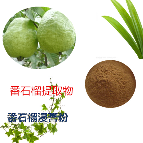 番石榴提取物 番石榴粉 番石榴速溶粉  番石榴浸膏粉