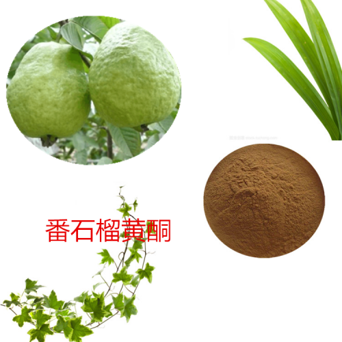 番石榴黃酮 10%  番石榴浸膏 番石榴提取液