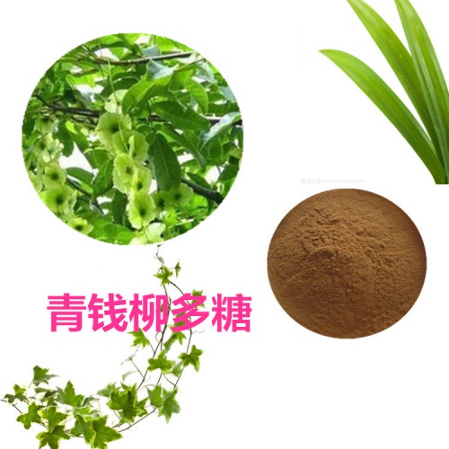 青錢柳多糖 青錢柳提取物  青錢柳粉  青錢柳浸膏