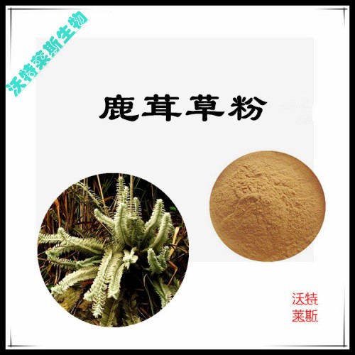 鹿茸草粉 鹿茸草提取物 鹿茸草浸膏 鹿茸草提取液