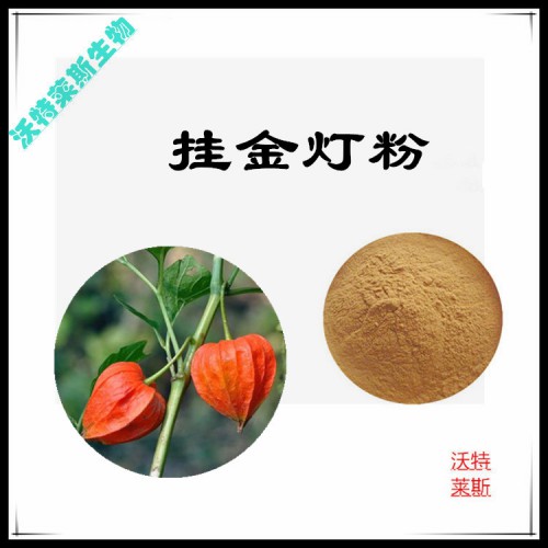 掛金燈粉  掛金燈提取物  掛金燈浸膏  掛金燈提取液