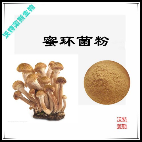 密環(huán)菌粉 密環(huán)菌提取物  密環(huán)菌浸膏 密環(huán)菌提取液