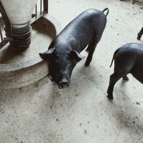 蘇太母豬仔 種豬繁育基地 散養(yǎng)黑豬 黑種豬