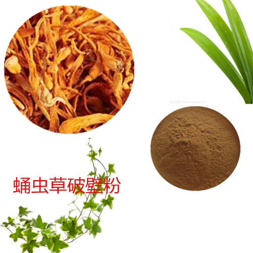 蛹蟲草粉 蛹蟲草破壁粉 蛹蟲草浸膏  蛹蟲草提取液