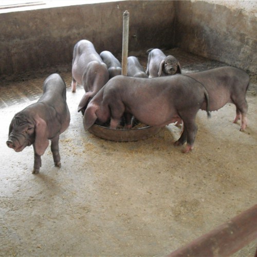 太湖母豬二花臉 黑太湖母豬價(jià)錢一頭 黑豬種豬繁育基地