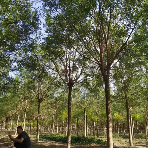 國槐 國槐樹苗 綠化種植國槐