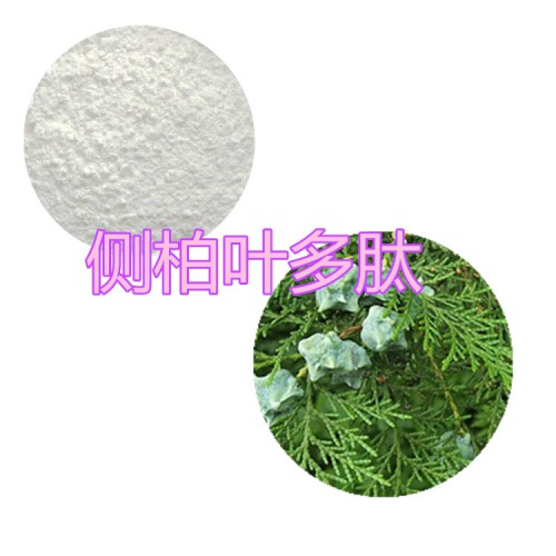 側柏葉肽粉 側柏葉小分子肽 側柏葉蛋白 側柏葉粉