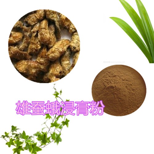 雄蠶蛾浸膏粉  雄蠶蛾提取物  雄蠶蛾粉 雄蠶蛾浸膏
