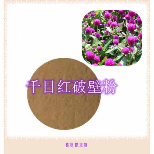 千日紅粉 千日紅提取物 千日紅浸膏   千日紅破壁粉