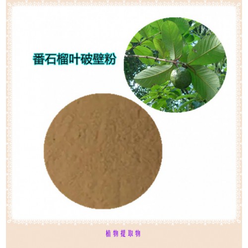 番石榴葉提取物  番石榴葉浸膏 番石榴葉粉 番石榴葉破壁粉