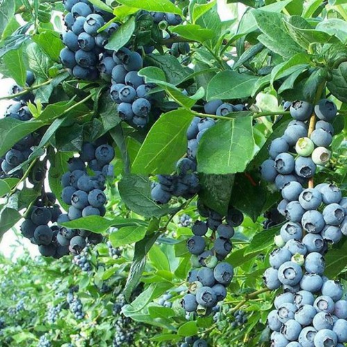 藍莓苗 種植藍莓苗 藍莓苗基地