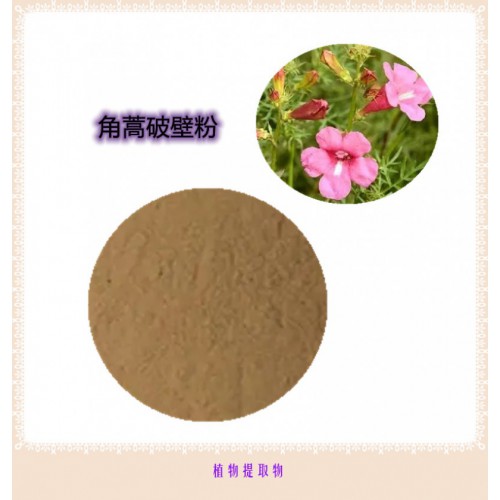 角蒿粉 角蒿提取物 角蒿浸膏 角蒿破壁粉