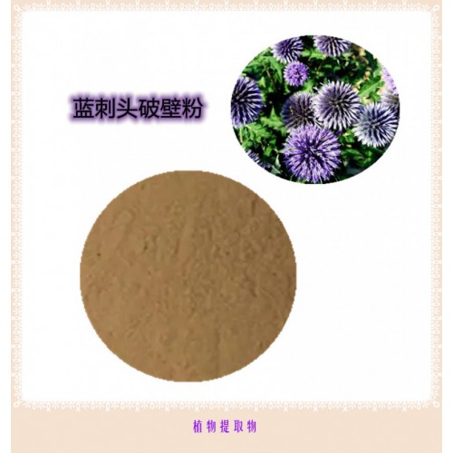 藍刺頭粉 藍刺頭提取物 藍刺頭浸膏 藍刺頭破壁粉