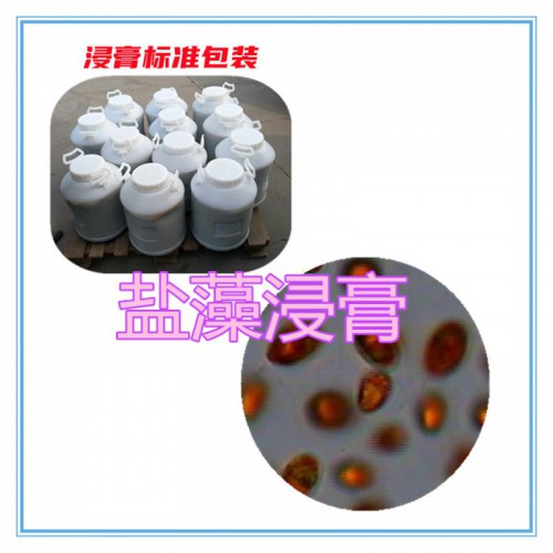 鹽藻提取物   鹽藻浸膏 鹽藻粉 鹽藻破壁粉